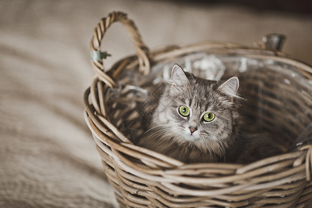 一只年轻的灰猫在球篮里玩耍灰毛猫躲在679篮子里图片