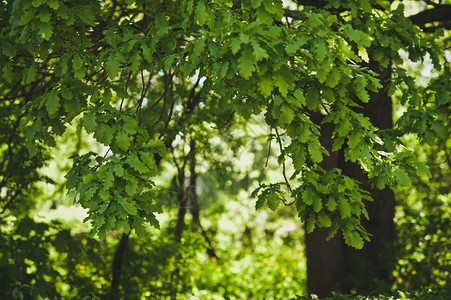 夏日自然光明穿过树枝673图片