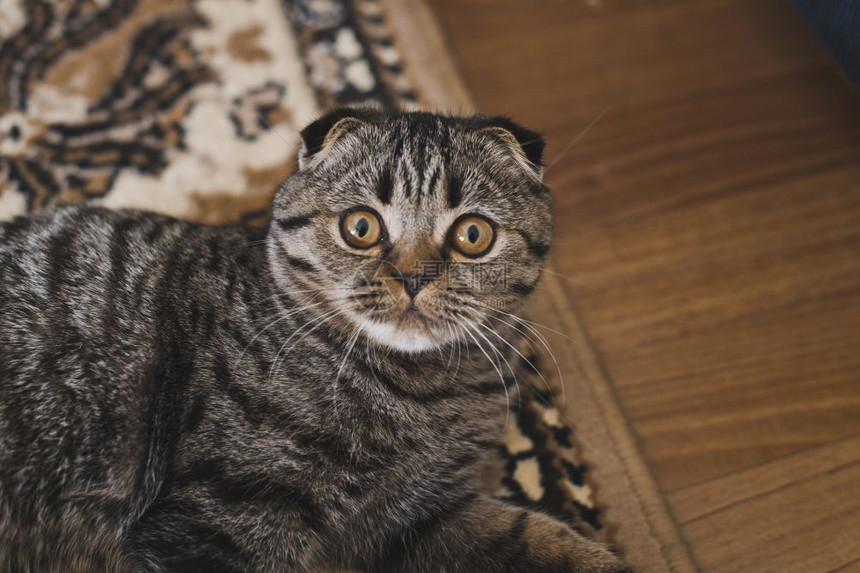 一只猫躺在地毯上一只猫的肖像在地毯上6230图片