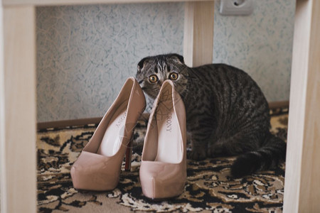 猫嗅女鞋检查6240图片