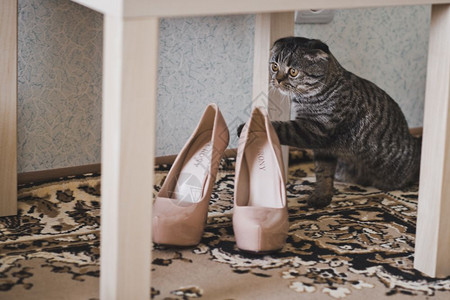 猫坐在椅子下面的地毯上猫坐在鞋子旁边婚礼623高清图片