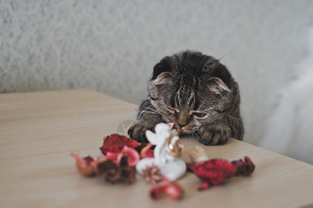 凯蒂看着桌子猫摸爪在桌上620背景