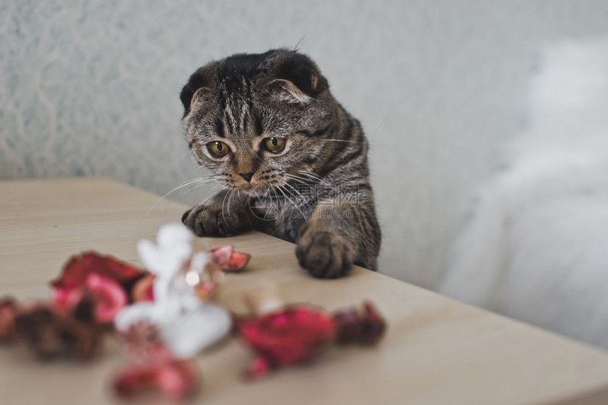 凯蒂看着桌子猫摸爪在桌上621图片