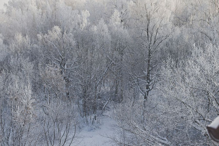 冬季风景树冰冻6285图片
