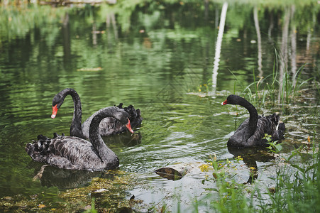 3只黑天鹅在一个池塘里黑天鹅在五百十池塘里游泳背景图片