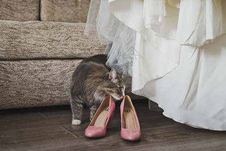 猫嗅到了结婚鞋和礼服猫检查了5721的婚纱图片