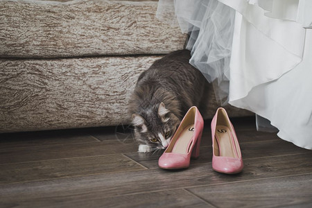猫嗅到了结婚鞋和礼服猫检查了572的婚纱图片