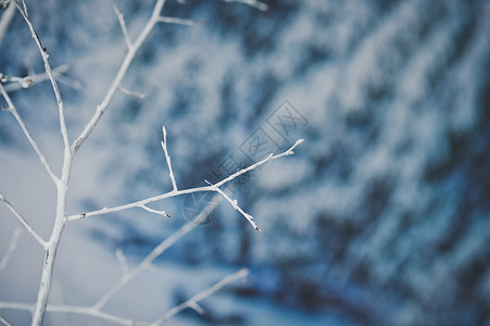 霜冻中的冬灌丛霜冻4596年中冬灌丛图片