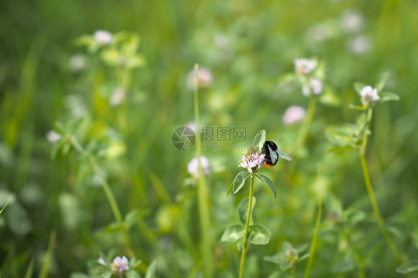蜜蜂收集一只在花朵上3591图片