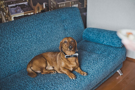 狗在沙发上休息躺在沙发上的腊肠3518图片