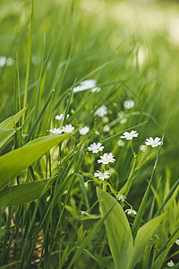 白菊花在绿草中叶菊花在347草丛中图片