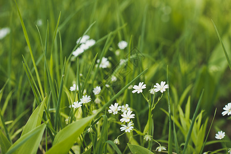草丛中的白菊花绿草中的3472图片