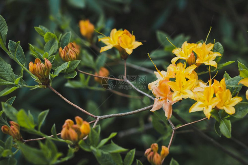花朵中黄色的罗多德伦花朵一种稀有的植物黄色1532图片
