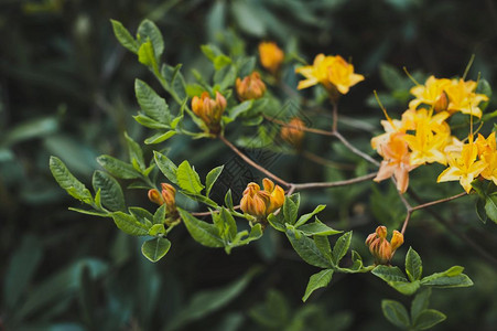 花朵中黄色的罗多德伦花朵一种稀有的植物黄色罗多德伦花朵黄色的153图片