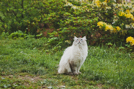一只西伯利亚老猫1546年图片