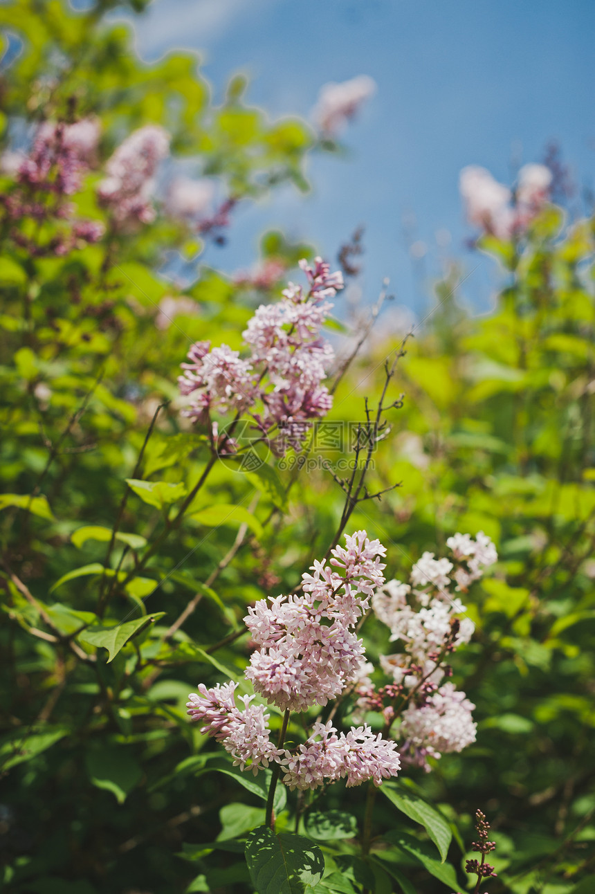 一丛盛开的紫丁香的春天照片灌木盛开的丁香1524图片
