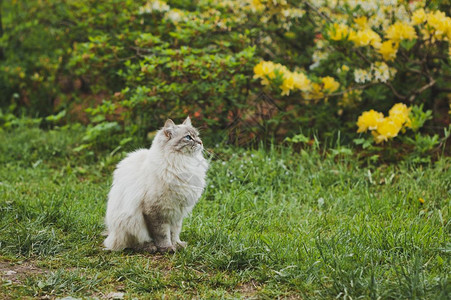 154年花朵背景的毛西伯利亚猫图片