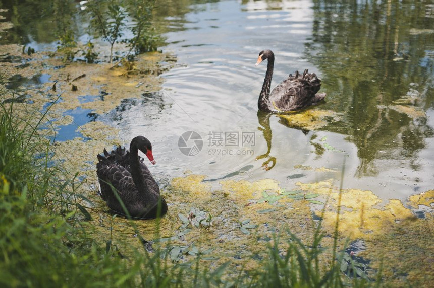 两只黑天鹅在197年一个生长过度的池塘里游泳图片
