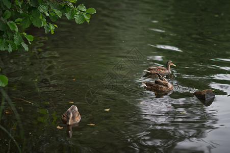一群灰鸭在城市池塘游泳和捕鱼灰鸭在257池塘游泳和捕鱼图片