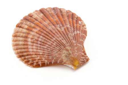 白色背景上的shellshell剪切部分背景图片