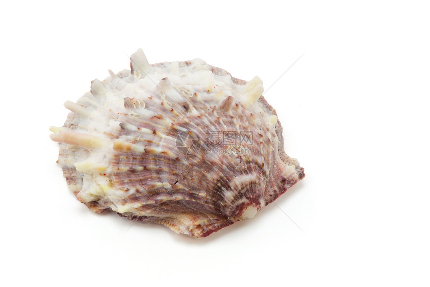 白色背景上的shellshell剪切部分图片