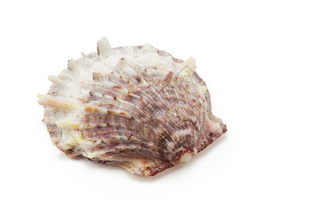 白色背景上的shellshell剪切部分背景图片