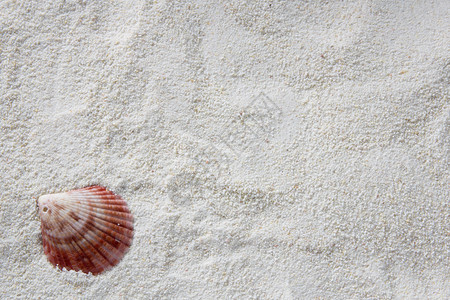 海滩上的贝壳复制空间最高视图图片