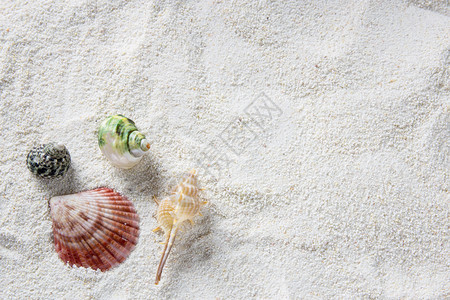 海滩上的贝壳复制空间最高视图图片