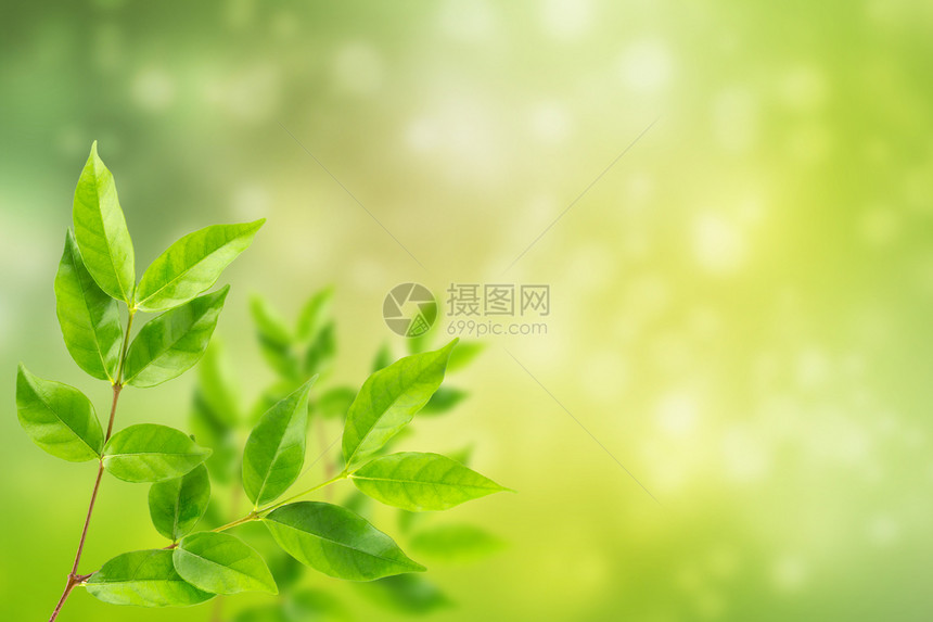 绿色树叶和抽象bokeh背景图片