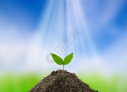 从土壤中生长的青绿色植物环境概念图片