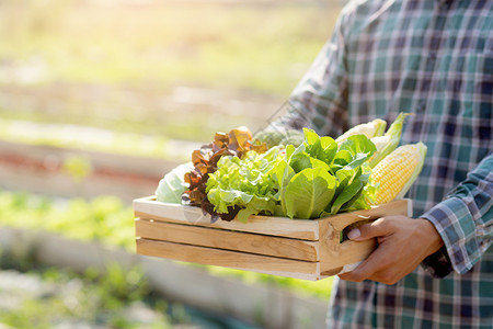 在水栽培农场业种植健康食品和商业概念的篮子中捡起新鲜有机蔬菜园图片