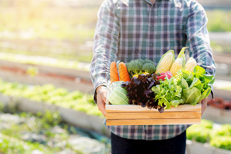 在水栽培农场业种植健康食品和商业概念的篮子中捡起新鲜有机蔬菜园背景图片
