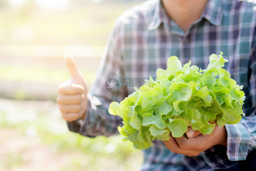 年轻青的农民持有并展示新鲜机绿色橡树生菜和手势拇指图片