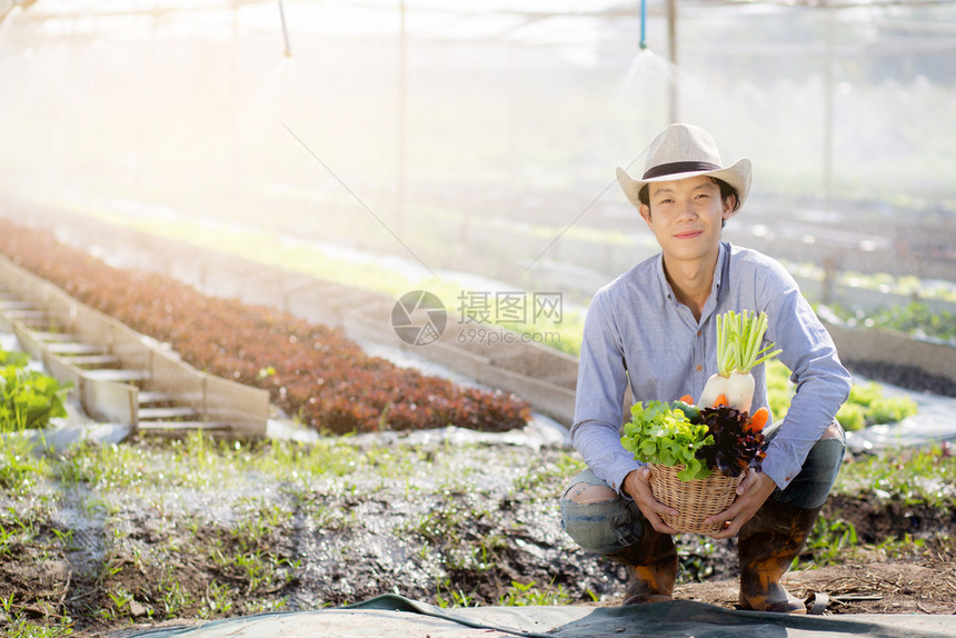 在水栽培农场业种植健康食品和商业概念的篮子中捡起新鲜有机蔬菜园图片