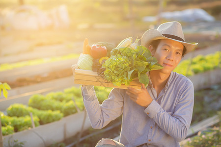 在水栽培农场业种植健康食品和商业概念的篮子中图片