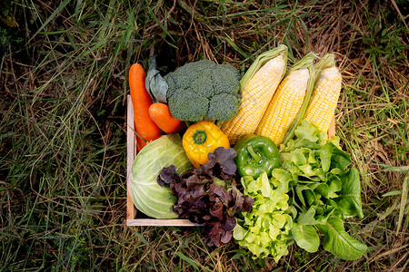 菜篮中的新鲜有机生菜用于园草篮中的饮食收获农业和场健康食品的营养图片