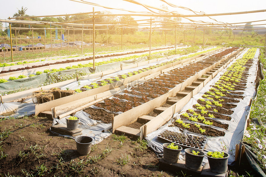 绿树新鲜苗种植场的橡树或红色素生菜有机农场产品和种植业田间收获绿叶蔬菜和健康食品概念图片