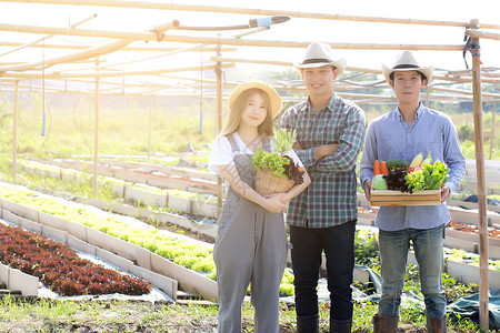 年轻女和男在水栽培农场篮子里收割新鲜有机蔬菜园图片