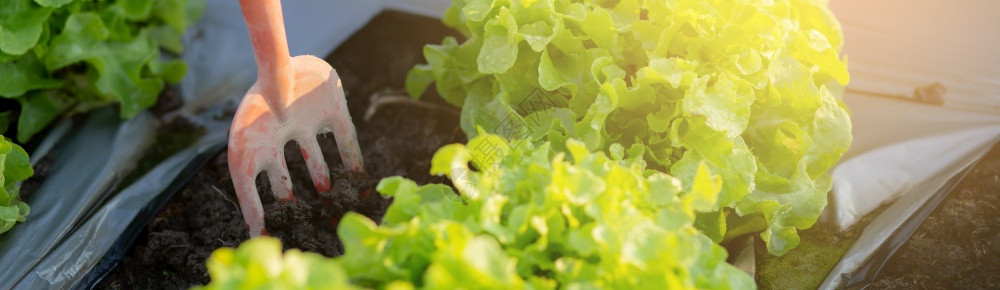 种植绿色橡树生菜用于收获农业商健康食品概念横幅网站图片