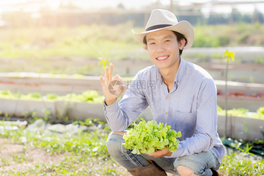 年轻青的农民持有并展示新鲜机绿色橡树生菜和手势图片