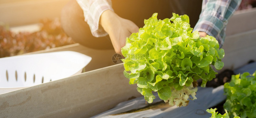 以商业健康食品概念横幅网站等方式种植绿色橡树生菜图片