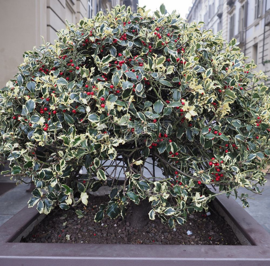 冬青冬青属又名英国冬青或欧洲冬青或圣诞冬青植物圣诞冬青图片
