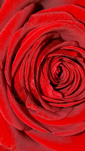 自然4K169移动壁纸红玫瑰花自然4K169移动壁纸红玫瑰图片