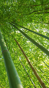 维迦壁纸树叶竹子高清图片