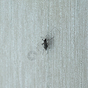 室内墙壁上的老虎蚊子家庭Culliidae的蚊子昆虫动物图片