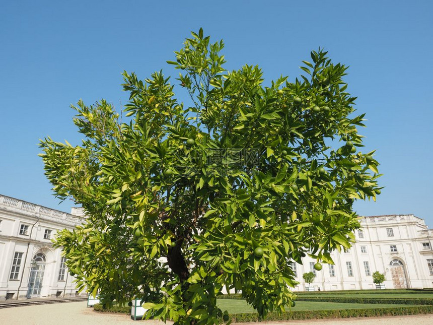 石灰Citrusxlatifoliaaka波斯石灰或希拉子塔提熊树图片