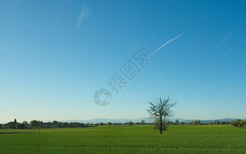 以草地孤单的树蓝天空为代表的自然景象宽广全图片