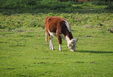 英国桥卡姆河边科芬草地地区的牛桥的科芬牧场牛背景图片