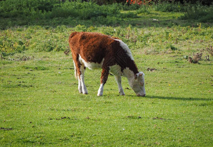英国桥卡姆河边科芬草地地区的牛桥的科芬牧场牛图片