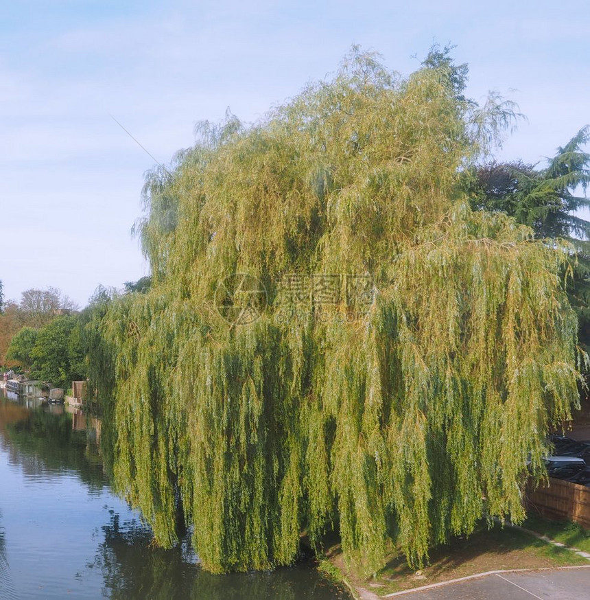 英国桥的Cam河景象桥的Cam河景象图片